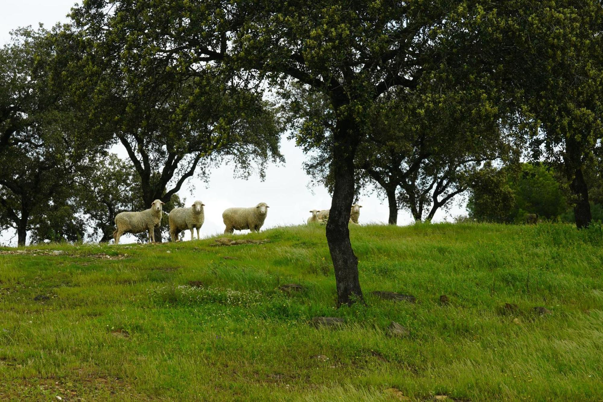Villa Origen Andevalo Calanas Esterno foto