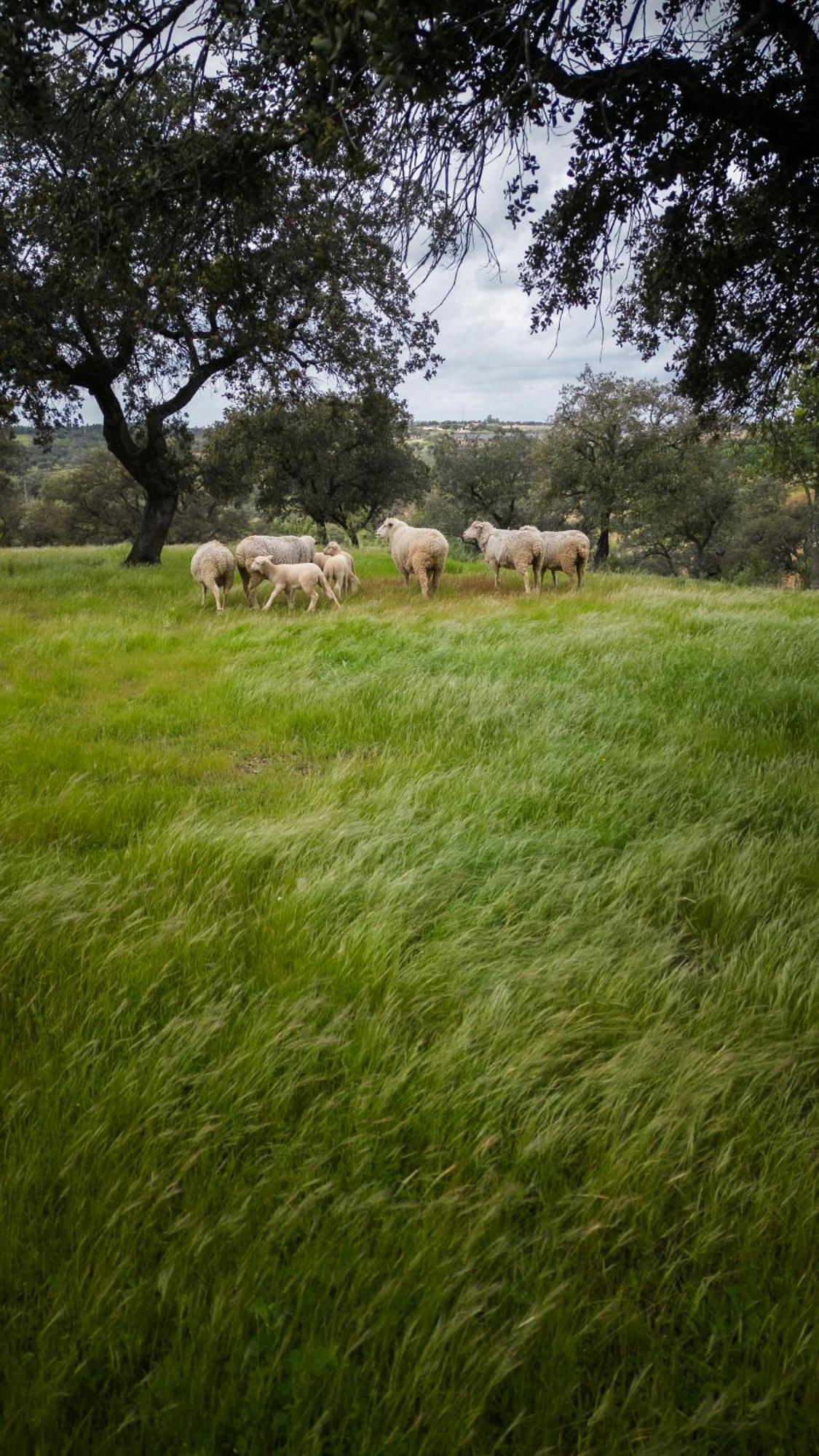 Villa Origen Andevalo Calanas Esterno foto